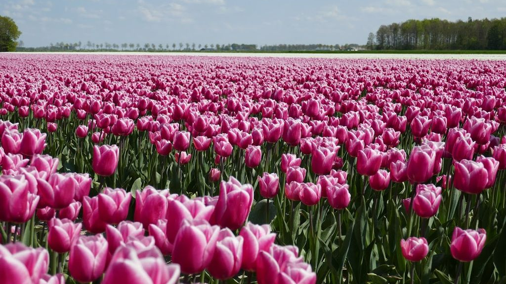 Foto: Het is weer tijd voor de Tulpenroute