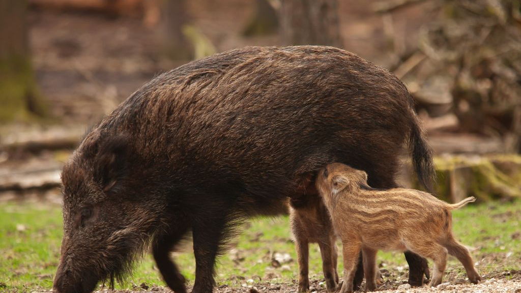 Foto: Wildobservatie, landgoed De Dellen