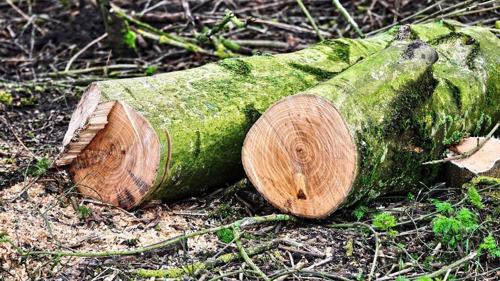 Foto: Nonnenbos afgesloten door hekwerk, wandelaars en hondenbezitters teleurgesteld