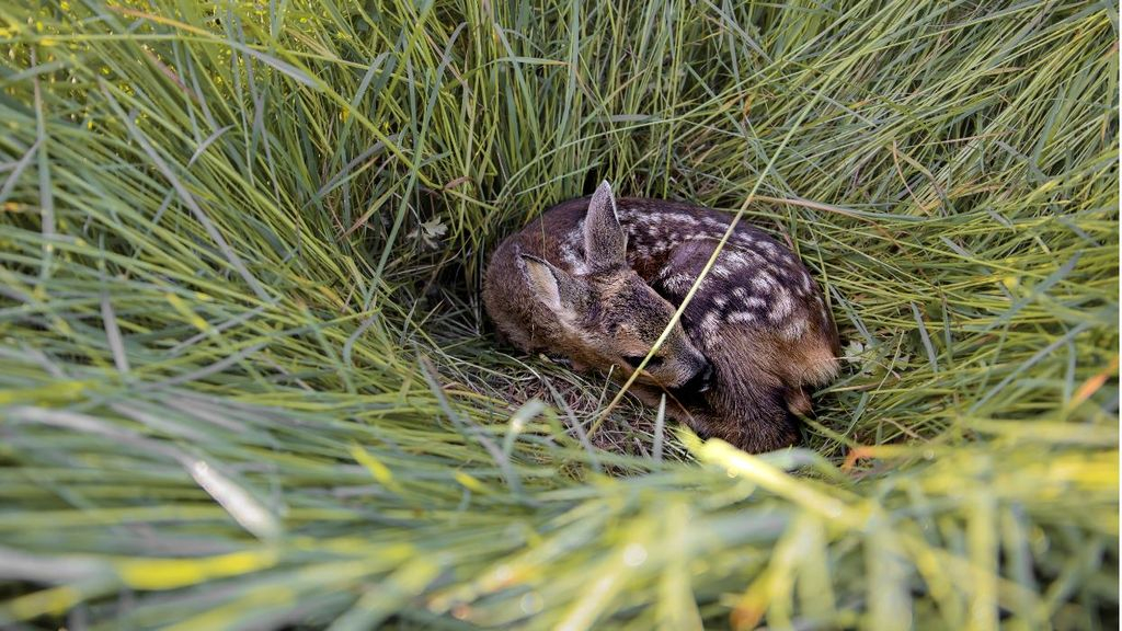 Foto: Acht reekalfjes van wisse dood gered met drone