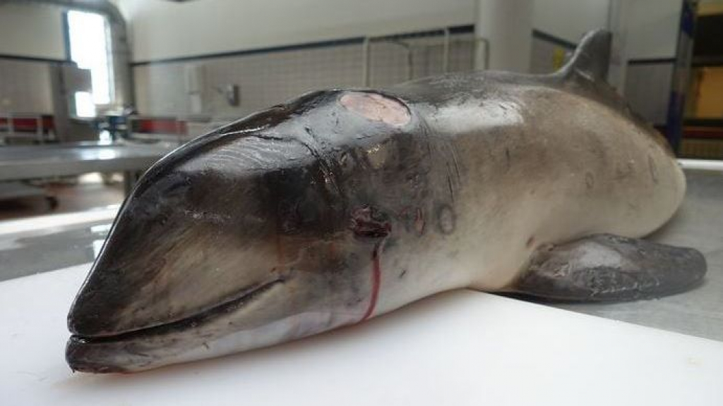 Foto: 'Dode bruinvis werd hoogstwaarschijnlijk in Elburg neergelegd'