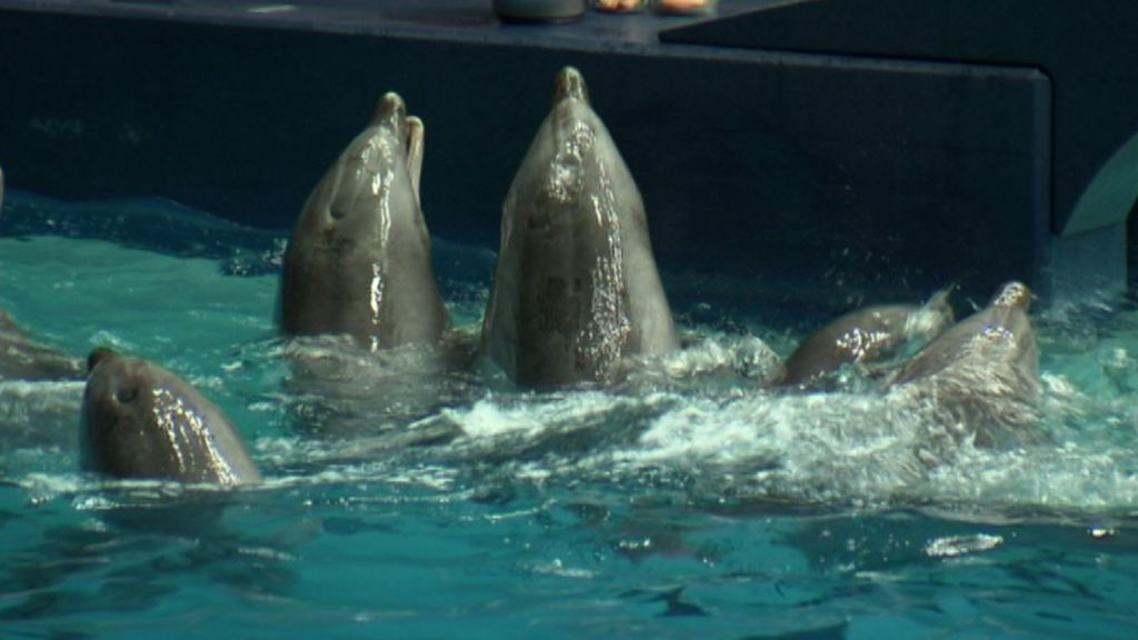 Foto: Juridische stappen tegen exportvergunning Dolfinarium