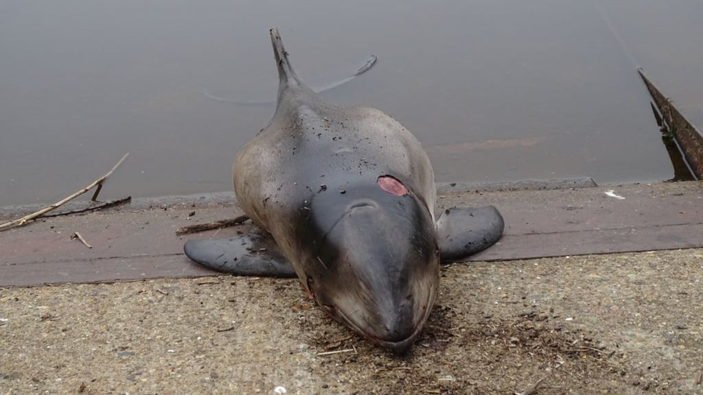 Foto: Dode bruinvis in Elburg mysterie, onderzoeker spreekt van 'gekke vondst'