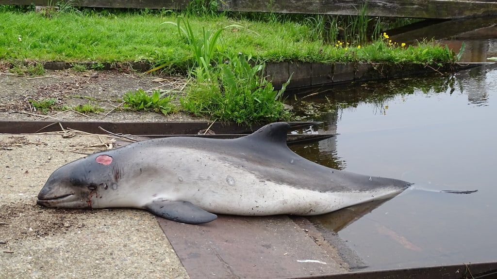 Foto: Dode bruinvis gevonden in Elburg: 'Die moet zijn neergelegd'