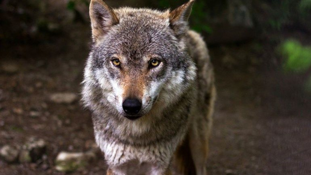 Foto: Drie wolvenwelpen geboren op de Noord-Veluwe