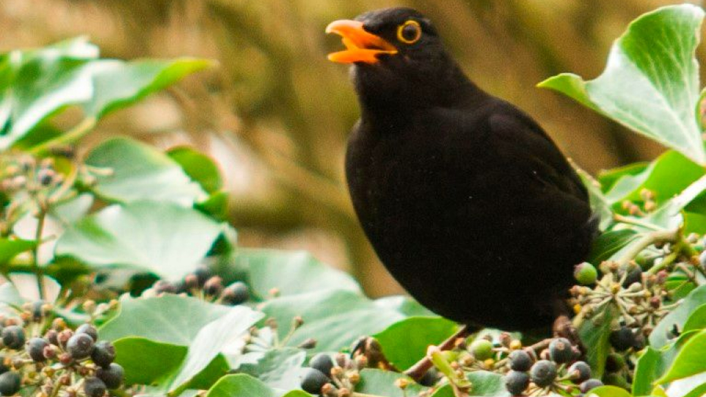 Foto: Met IVN wandelen door Het Zalkerbos