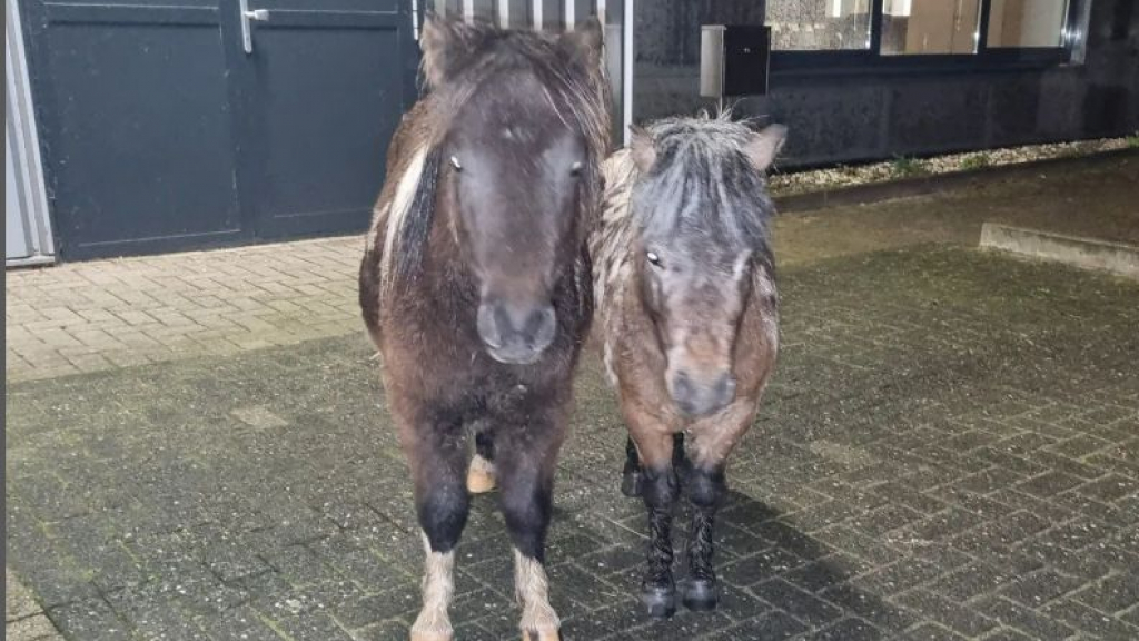 Foto: Eigenaar pony's gezocht