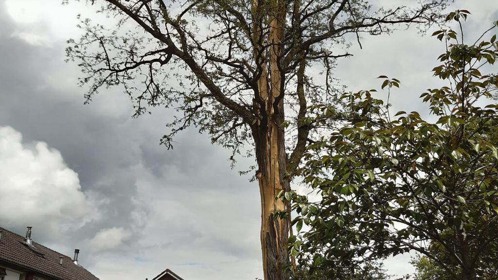 Foto: Bliksem slaat in in boom aan de Jan Topweg/Kienschulperweg