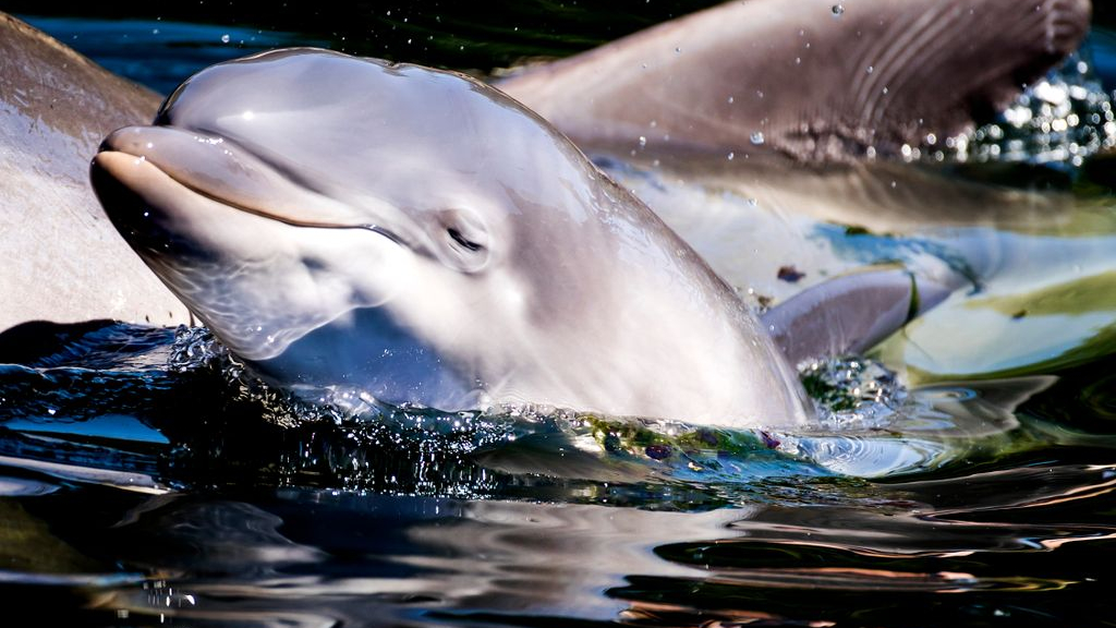 Foto: Actiegroep: 'Voorkom dat dolfijnen Dolfinarium naar China verhuizen'
