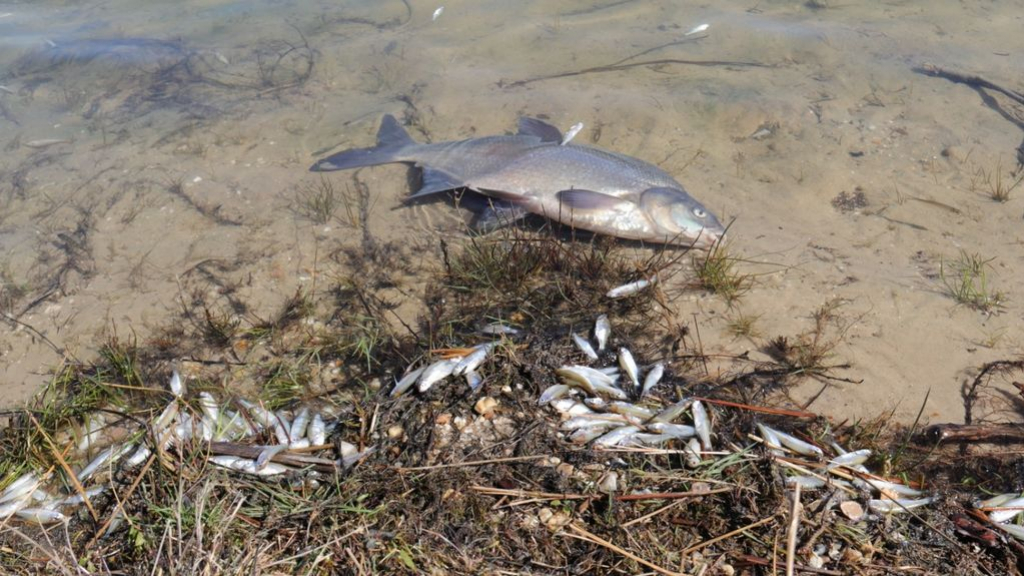 Foto: Waterkwaliteit Zandenplas verminderd, 'ga niet zwemmen'
