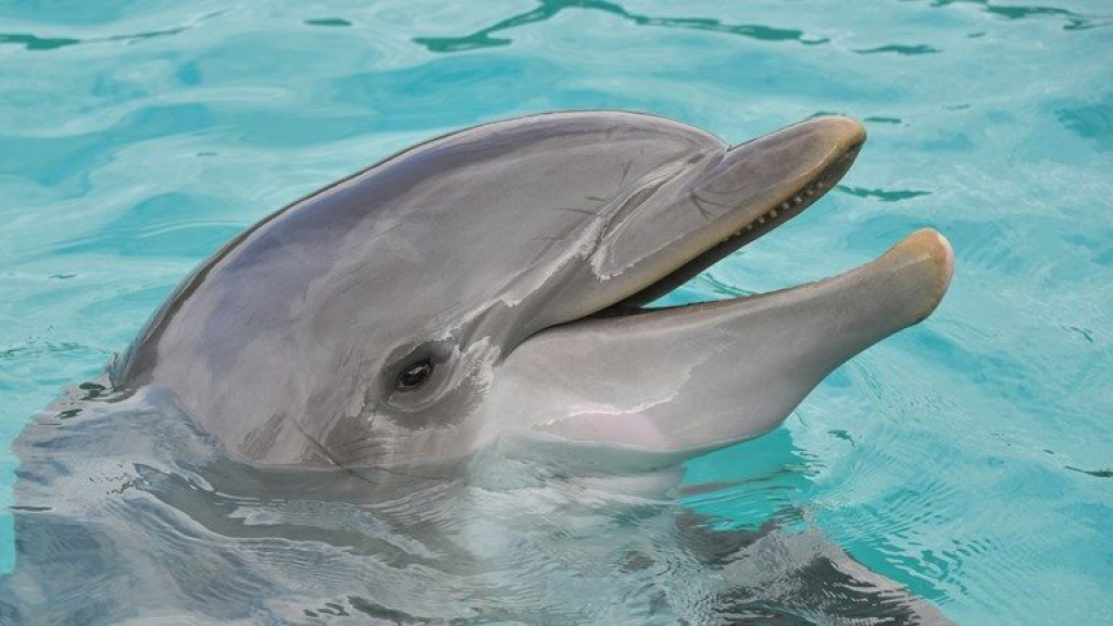 Foto: Dolfinarium wordt diervriendelijker; walrussen, tuimelaars en zeeleeuwen weg