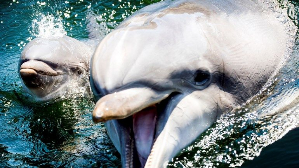 Foto: Dolfinarium slaat nieuwe weg in, roep om einde aan fokprogramma