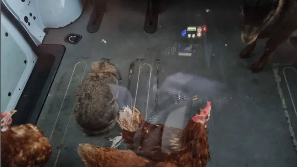 Foto: Wie herkent deze drie kippen, konijn en dwerggeit?