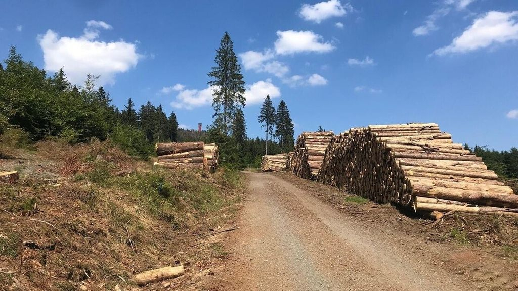 Foto: Vragen SGP-fractie over bomenkap in de lokale bossen