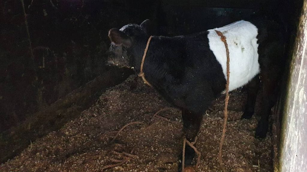Foto: Conducteur vangt weggelopen kalf door erbovenop te duiken
