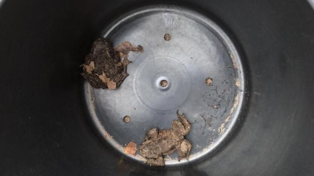 Foto: Zorgen om dalend aantal padden in Vierhouten