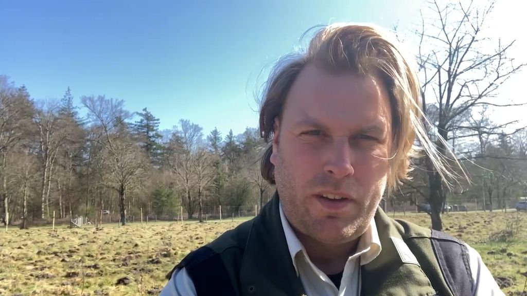 Foto: Bos kappen en bos aanplanten, hoe zit dat?