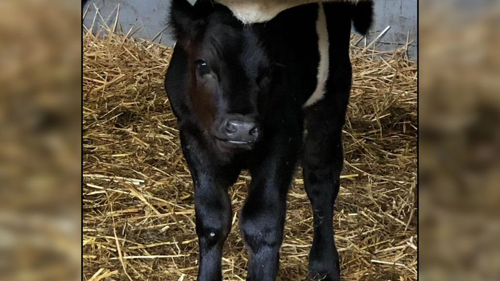 Foto: Moederkoe 'roept' weggelopen kalf