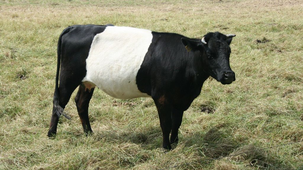 Foto: Lakenvelder kalf ontsnapt uit de stal