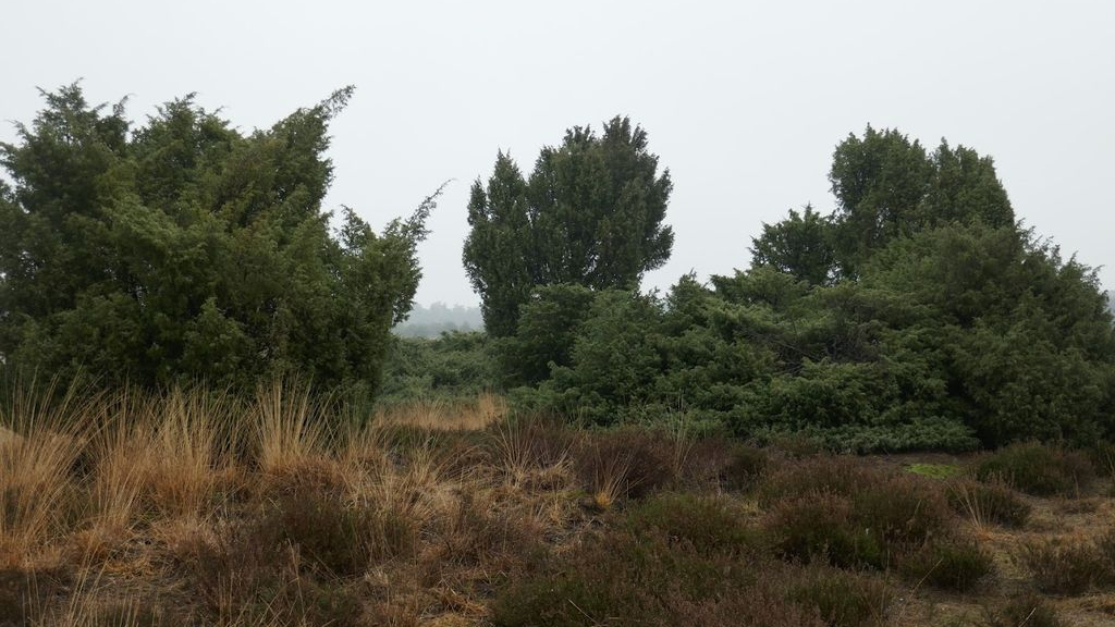 Foto: Brandveiligheid op en rond vakantieparken Veluwe