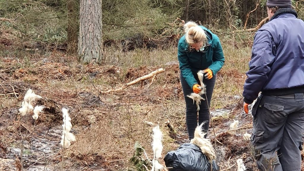 Foto: Gaan de schapen ons bos redden?