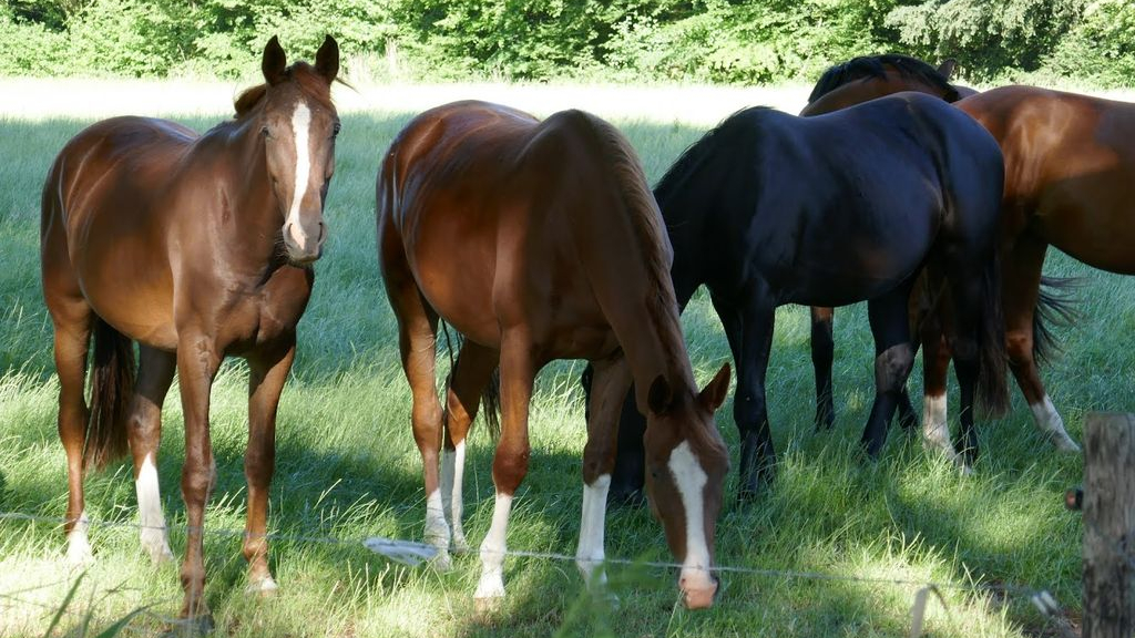 Foto: Informatieavond voor paardeneigenaren