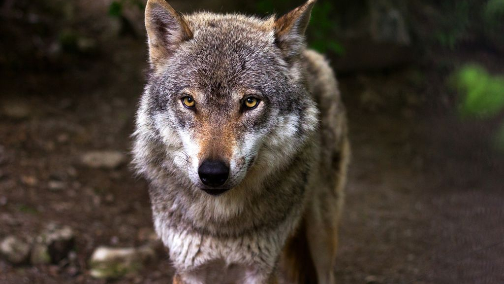 Foto: Leefgebied van wolven in Gelderland verder uitgebreid