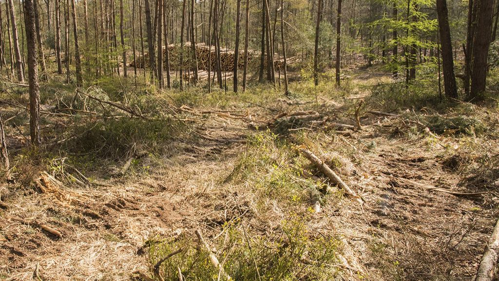 Foto: Onderhoud aan de gemeentelijke bossen van Nunspeet