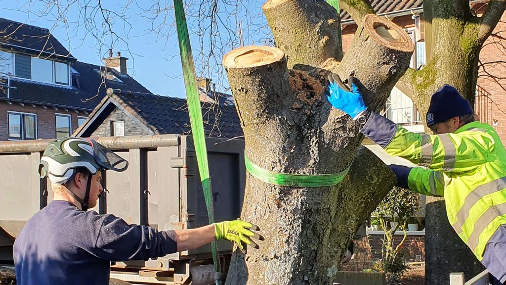 Foto: Groot bijennest uit lijsterbes verwijderd
