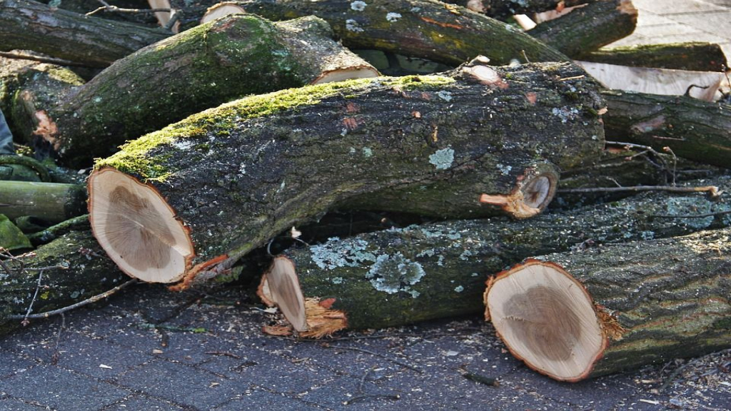 Foto: Provincie kapt 195 zieke en dode bomen langs provinciale wegen