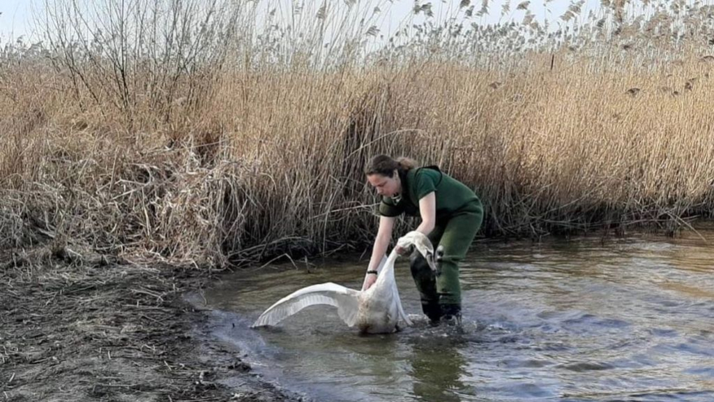 Foto: Zwanen in de problemen, dierenambulance schiet te hulp