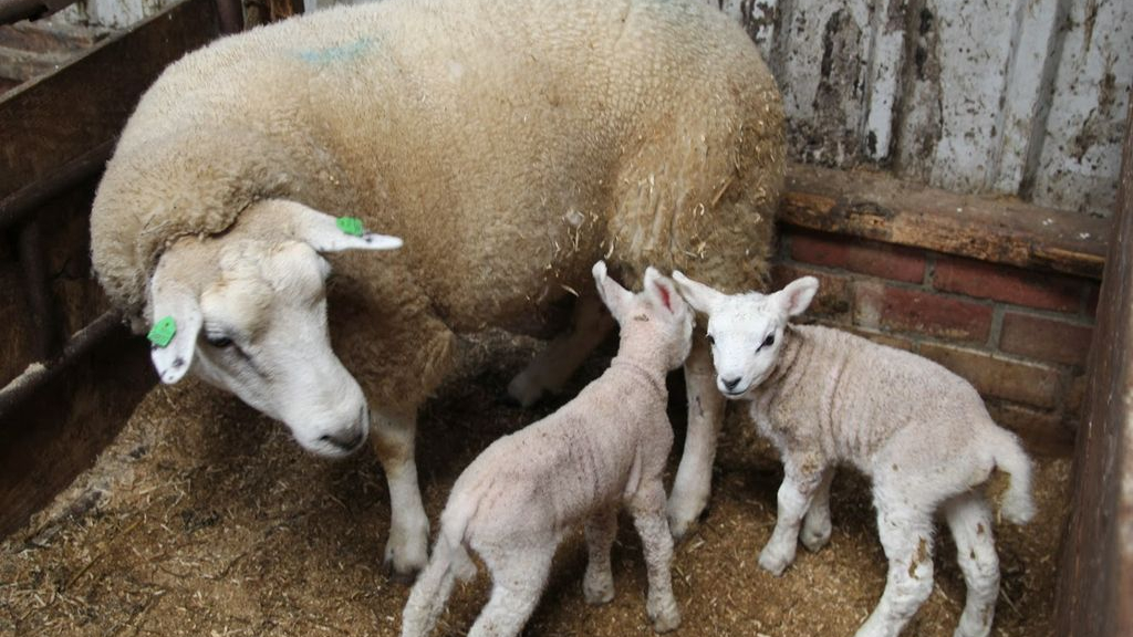 Foto: Voorlichtingsavond voor schapen- en geitenhouders