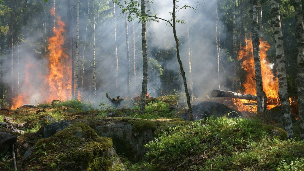 Foto: Verkleining natuurbrandrisico’s door Natuurbrandpreventieplan
