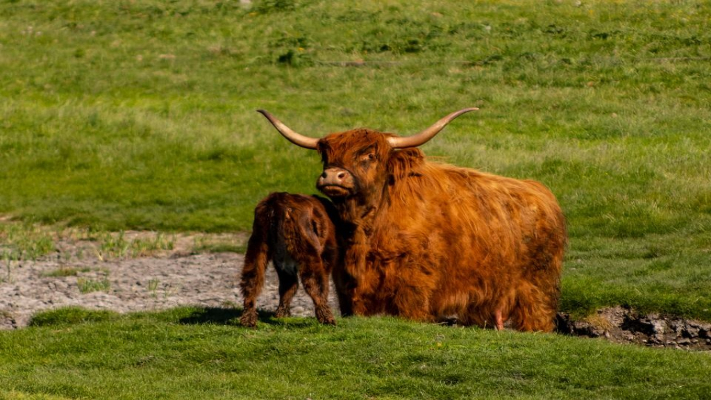 Foto: Wees extra waakzaam en houd afstand van de Schotse Hooglanders