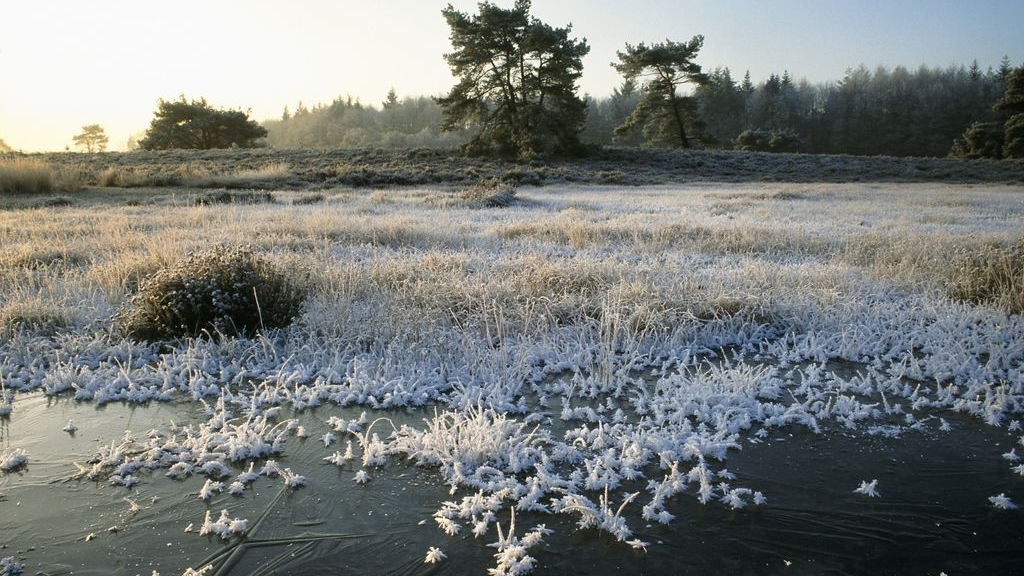 Foto: Ochtendwandeling Tongerense Heide