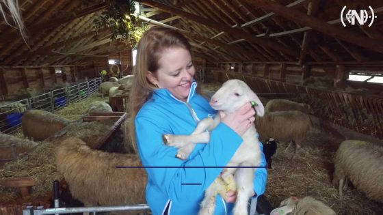 Foto: Twee lammetjes geadopteerd door ChristenUnie