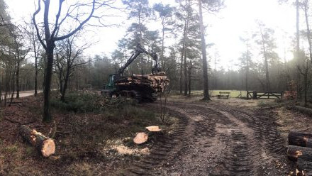 Foto: Staatsbosbeheer kapt 20 dennen voor meer ruimte loofsingel