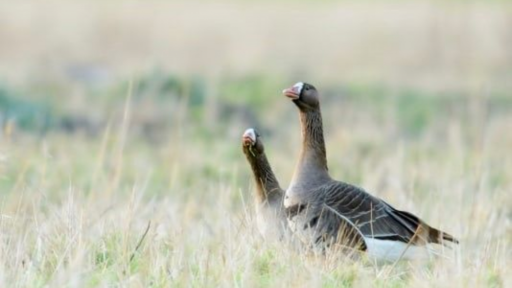 Foto: Natuur in beeld: de kolgans