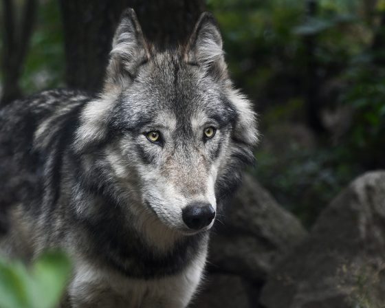 Foto: Wolvenfamilie loopt rond op de Veluwe: bekijk de beelden!