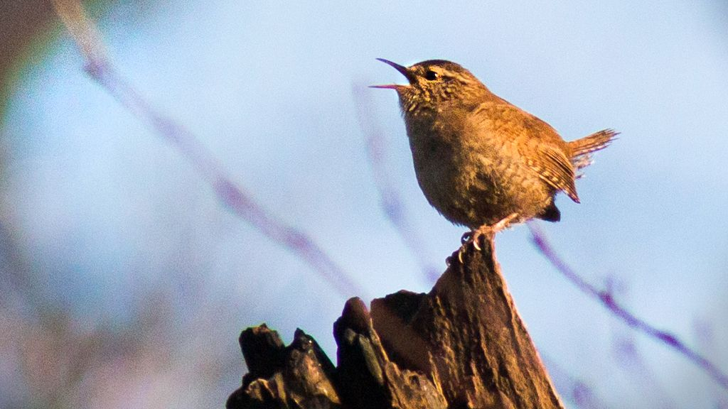 Foto: Vogelzangcursus 2023 van IVN Zwolle eo