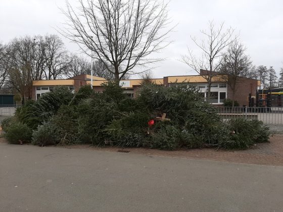 Foto: 1261 kerstbomen ingeleverd in Elburg