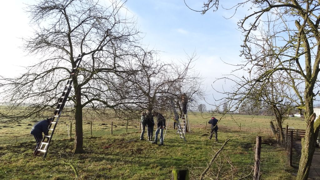 Foto: Praktijkles fruitbomen snoeien door Groentje en St. Landschapselementen Elburg