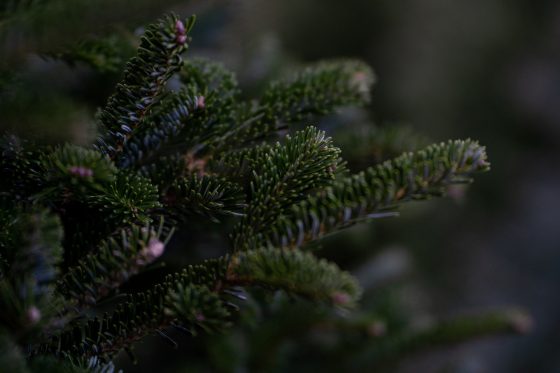 Foto: Kerstboom inleveren bij gemeentewerf