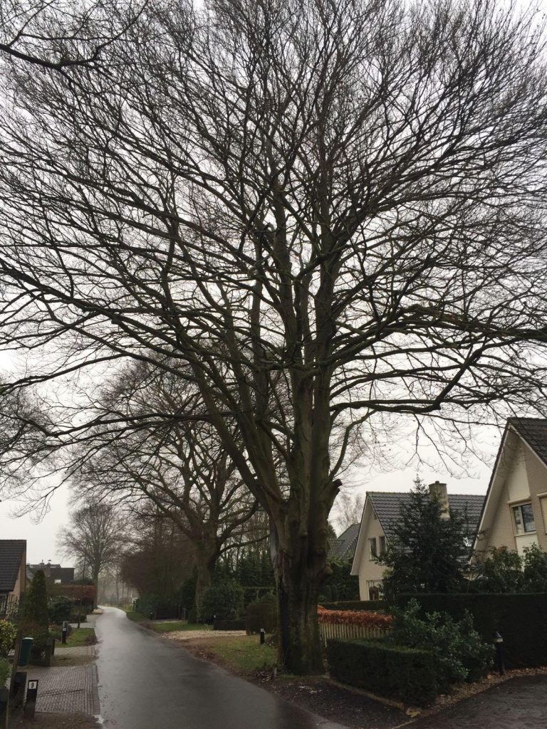 Foto: Her-inspectie monumentale bomen