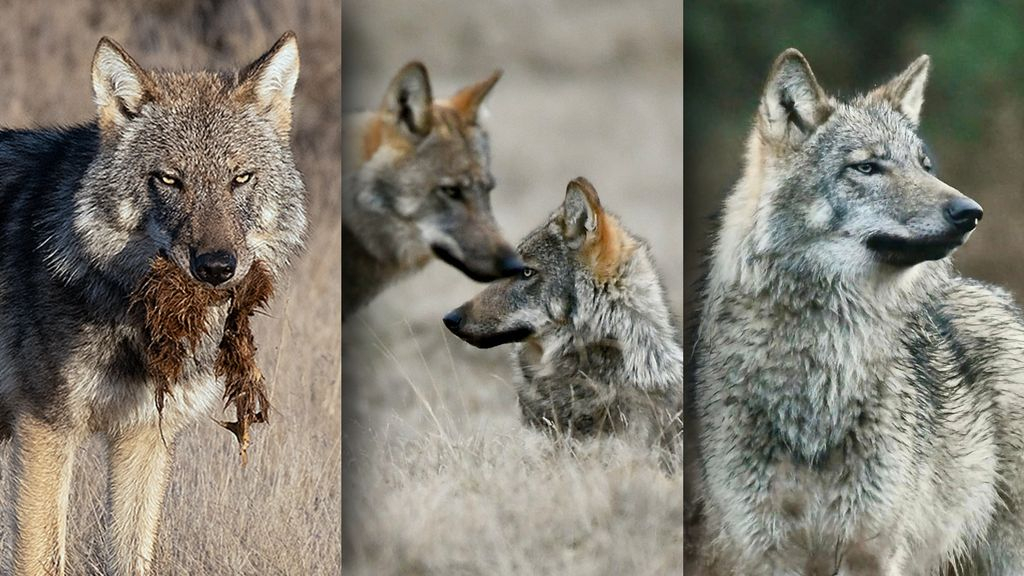 Foto: Stand van zaken van de wolf: 'Mogelijk verdubbeling van roedels'