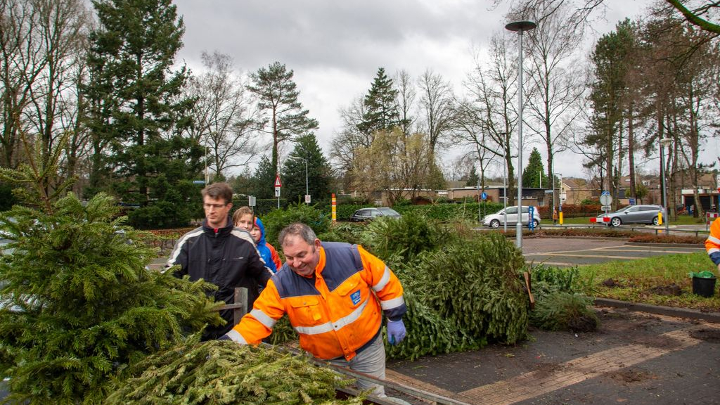 Foto: 1386 kerstbomen ingeleverd in de gemeente Elburg