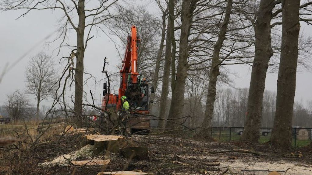 Foto: Kappen van laan- en straatbomen in gemeente Oldebroek