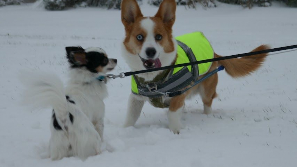 Foto: Honden en katten houden niet van vuurwerk