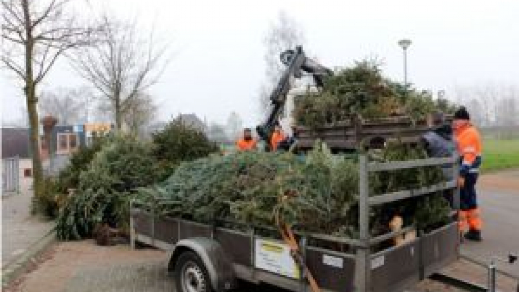 Foto: Kerstbomen inzamelen