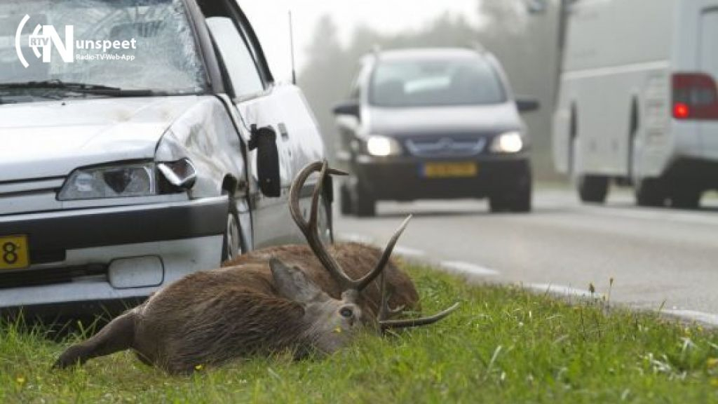 Foto: Aantal aanrijdingen met wilde dieren nu al torenhoog